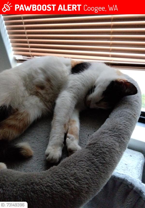 Lost Female Cat last seen Coogee beach, Coogee, WA 6166