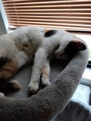 Lost Female Cat last seen Coogee beach, Coogee, WA 6166