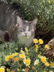 Reunited Male Cat last seen Elliot street, Reservoir, VIC 3073