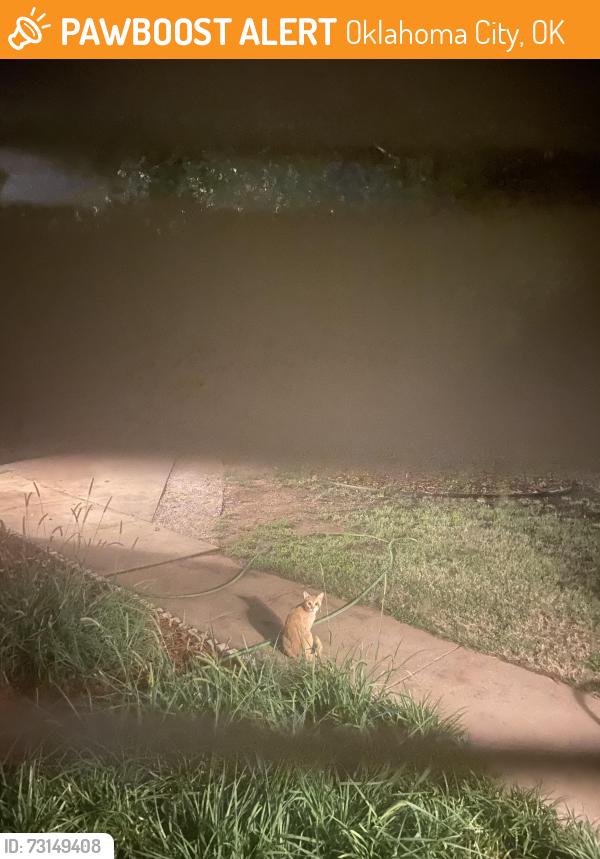 Found/Stray Unknown Cat last seen Nw 122nd and western, Oklahoma City, OK 73114