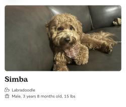 Reunited Male Dog last seen Culbreath and Eagle Bluff, Valrico, FL 33596