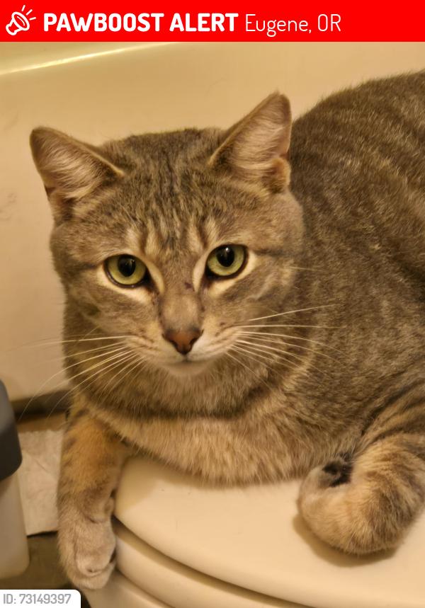Lost Male Cat last seen Cross street Norkenzie/other end, Walmart's parking lot, Eugene, OR 97408