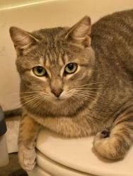 Lost Male Cat last seen Cross street Norkenzie/other end, Walmart's parking lot, Eugene, OR 97408