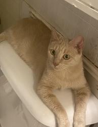 Lost Female Cat last seen Cooper/miller, Yukon, OK 73099