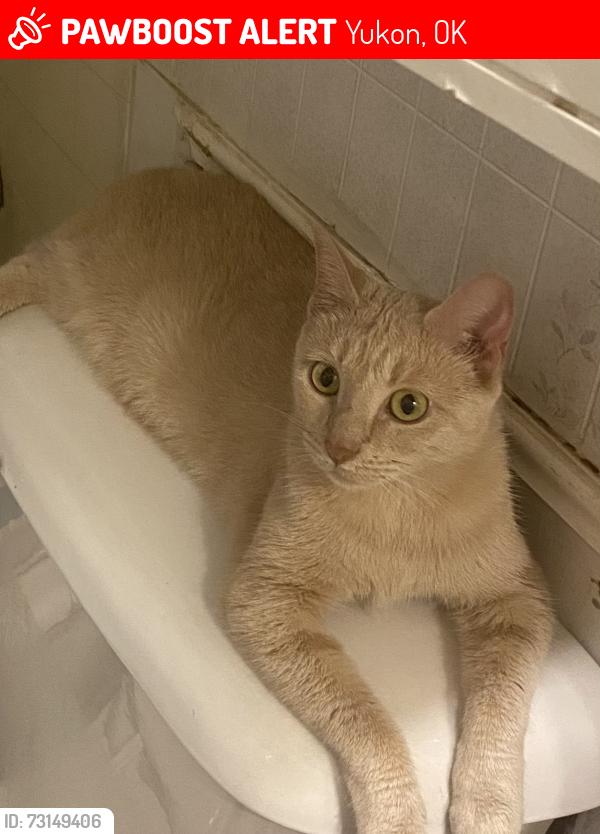 Lost Female Cat last seen Cooper/miller, Yukon, OK 73099