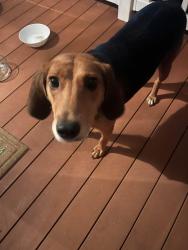 Found/Stray Female Dog last seen Teague Town Road, Alexander County, NC 28681