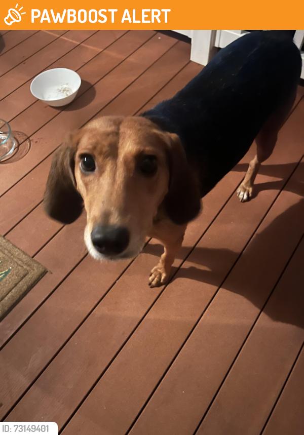 Found/Stray Female Dog last seen Teague Town Road, Alexander County, NC 28681