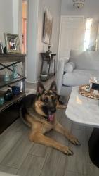 Reunited Male Dog last seen Camelback and 99th ave, Glendale, AZ 85305