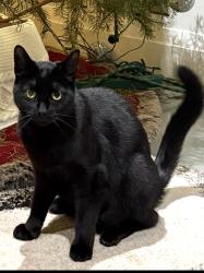 Lost Female Cat last seen Ontario St, Vancouver, BC V5W 1S3