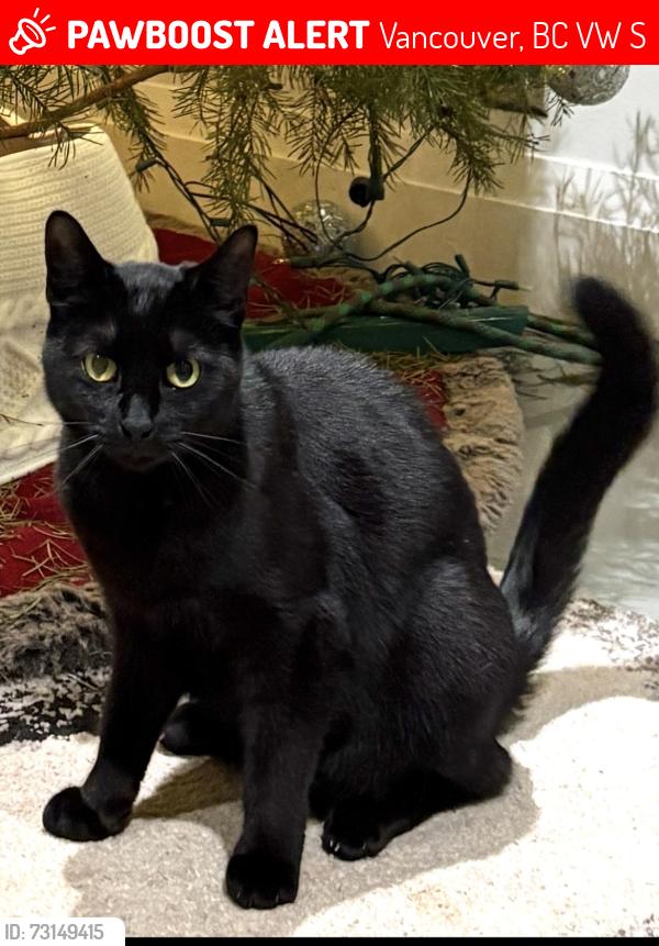 Lost Female Cat last seen Ontario St, Vancouver, BC V5W 1S3