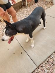 Reunited Male Dog last seen Near E Pampa Ave, Mesa, AZ 85212, USA, Mesa, AZ 85212