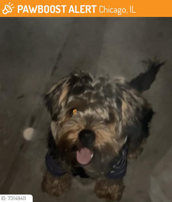 Found/Stray Unknown Dog last seen 51st and Damen Back of the yards, Chicago, IL 60609