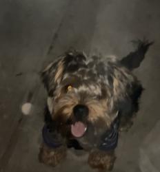 Found/Stray Unknown Dog last seen 51st and Damen Back of the yards, Chicago, IL 60609