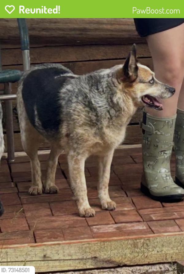 Reunited Female Dog last seen Old villa rica rd, Cobb County, GA 30064