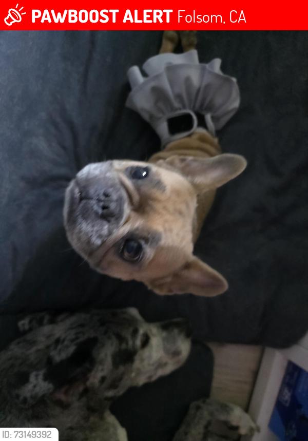 Lost Female Dog last seen Glen Dr. Folsom, CA, Folsom, CA 95630