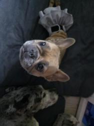 Lost Female Dog last seen Glen Dr. Folsom, CA, Folsom, CA 95630