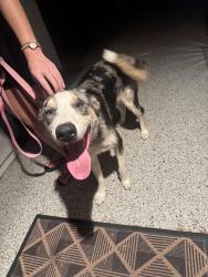 Reunited Female Dog last seen 86th Street and Orange Blossom Ln, Scottsdale, AZ 85250