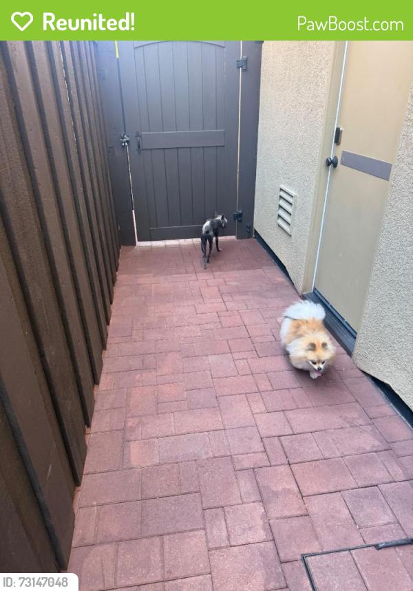 Reunited Unknown Dog last seen Eastlake, Chula Vista, CA, USA, Chula Vista, CA 91913