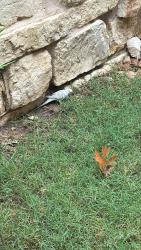 Found/Stray Unknown Bird last seen Santa Rita blvd, Santa Rita Ranch, TX 78628