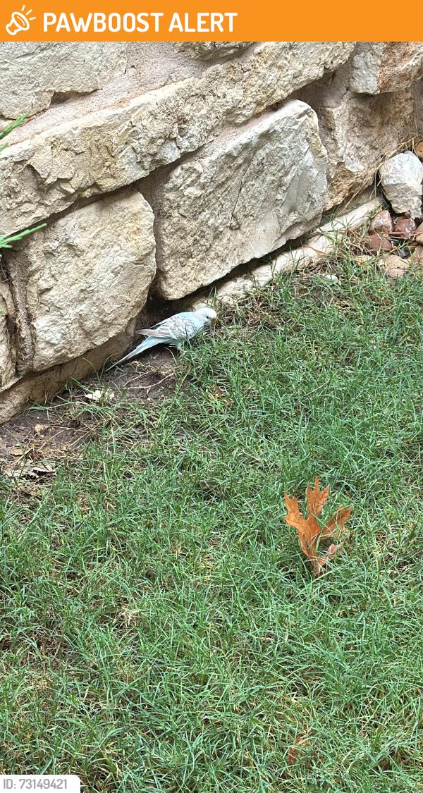 Found/Stray Unknown Bird last seen Santa Rita blvd, Santa Rita Ranch, TX 78628