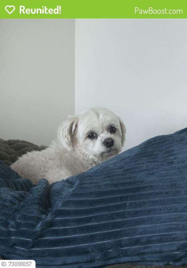Reunited Female Dog last seen Near Draught Street, Rossville, GA 30741