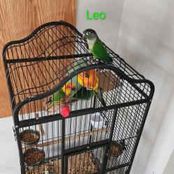 Lost Male Bird last seen Between Atwood st and Jewel near 17th Longmont co 80501, Longmont, CO 80501