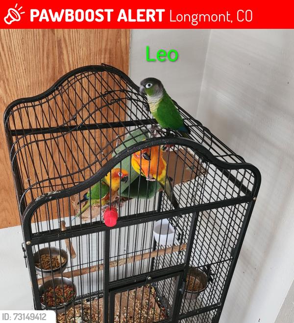 Lost Male Bird last seen Between Atwood st and Jewel near 17th Longmont co 80501, Longmont, CO 80501