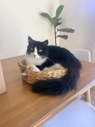 Lost Male Cat last seen Mesa drive and Old Grove Road, Oceanside, CA 92056