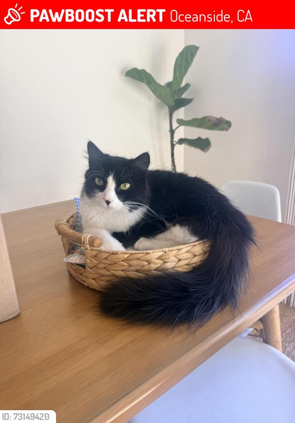 Lost Male Cat last seen Mesa drive and Old Grove Road, Oceanside, CA 92056