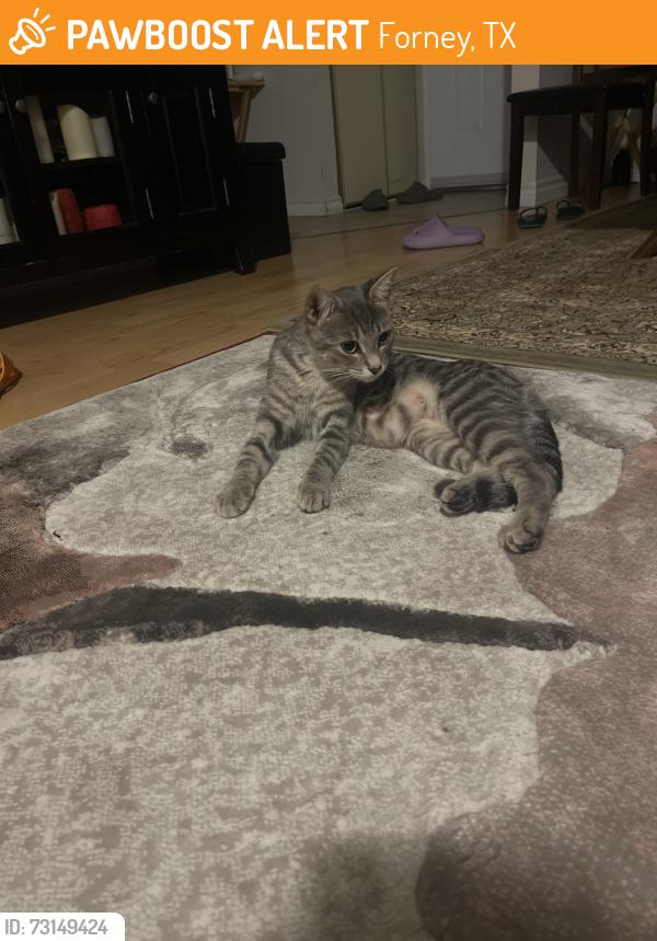 Found/Stray Unknown Cat last seen Near Lawson Rd London Ontario, Forney, TX 75126
