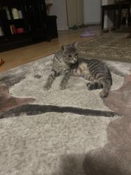 Found/Stray Unknown Cat last seen Near Lawson Rd London Ontario, Forney, TX 75126