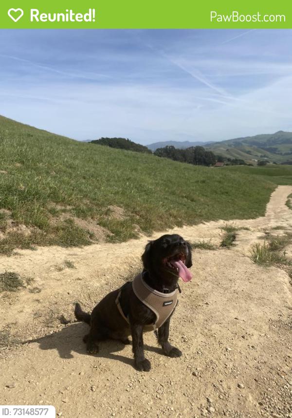Reunited Male Dog last seen Landon ave x curtis st, Fremont, CA 94538