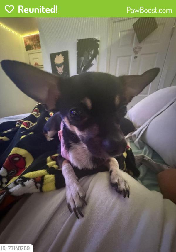 Reunited Female Dog last seen simonton crest dr, Gwinnett County, GA 30045