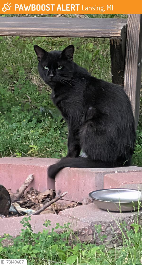 Found/Stray Unknown Cat last seen Edwin Pl, Lansing, MI 48911