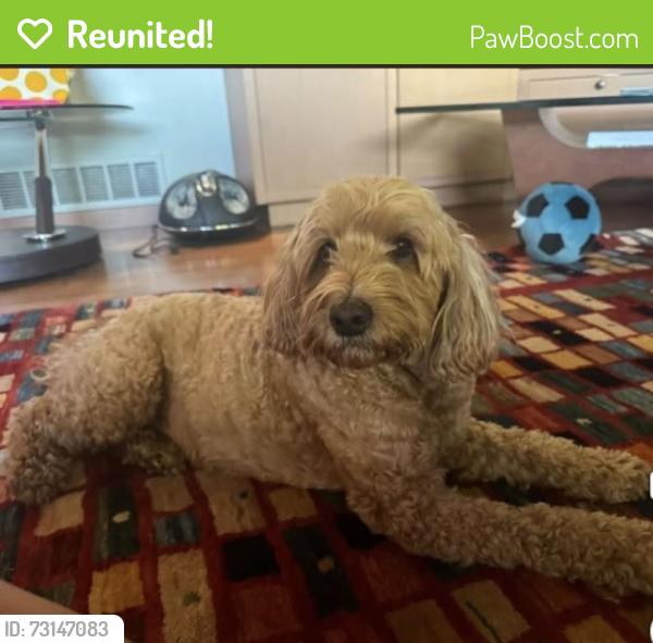 Reunited Male Dog last seen Main Street and 140th Avenue NE, Bellevue, WA 98005