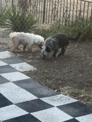 Reunited Male Dog last seen Cadman st and Cahill, San Diego, CA 92114