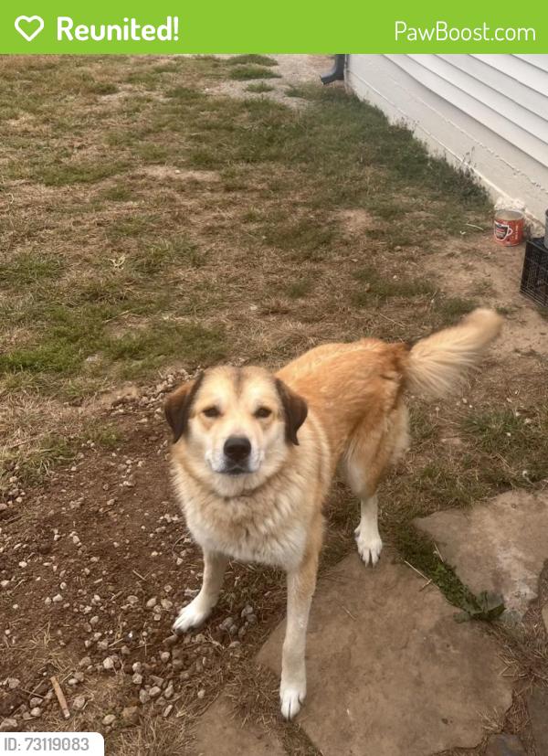 Reunited Female Dog last seen Smith Springs, Nashville, TN 37013