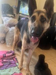 Found/Stray Female Dog last seen Acacia st between Palm and state street, Hemet, CA 92583
