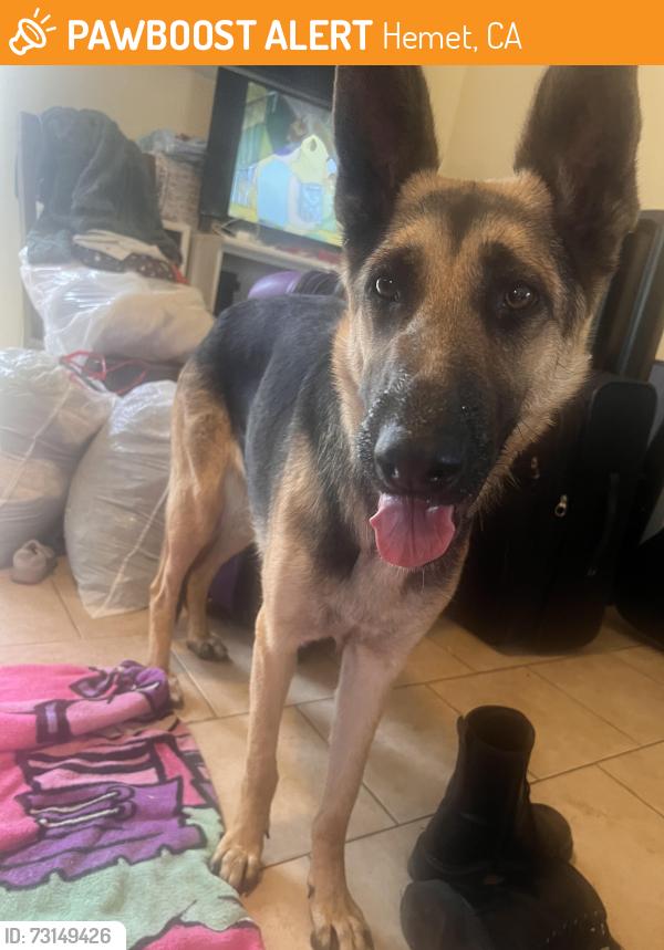 Found/Stray Female Dog last seen Acacia st between Palm and state street, Hemet, CA 92583