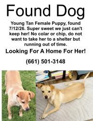 Found/Stray Female Dog last seen Stockdale High School, Bakersfield, CA 93311