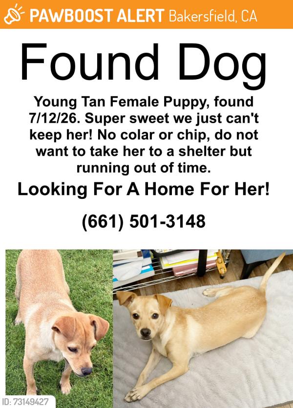Found/Stray Female Dog last seen Stockdale High School, Bakersfield, CA 93311