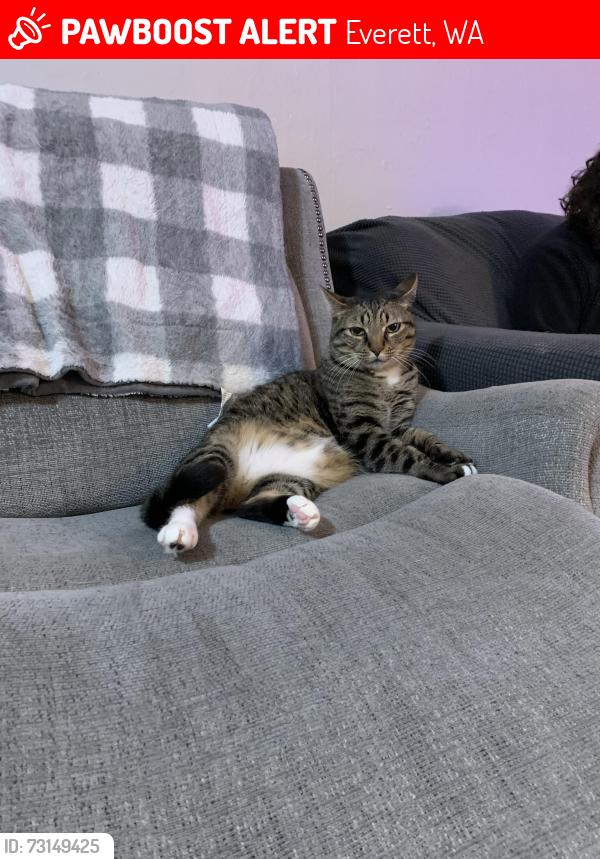 Lost Male Cat last seen 42nd and Terrace Dr., Everett, WA 98203