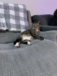 Lost Male Cat last seen 42nd and Terrace Dr., Everett, WA 98203