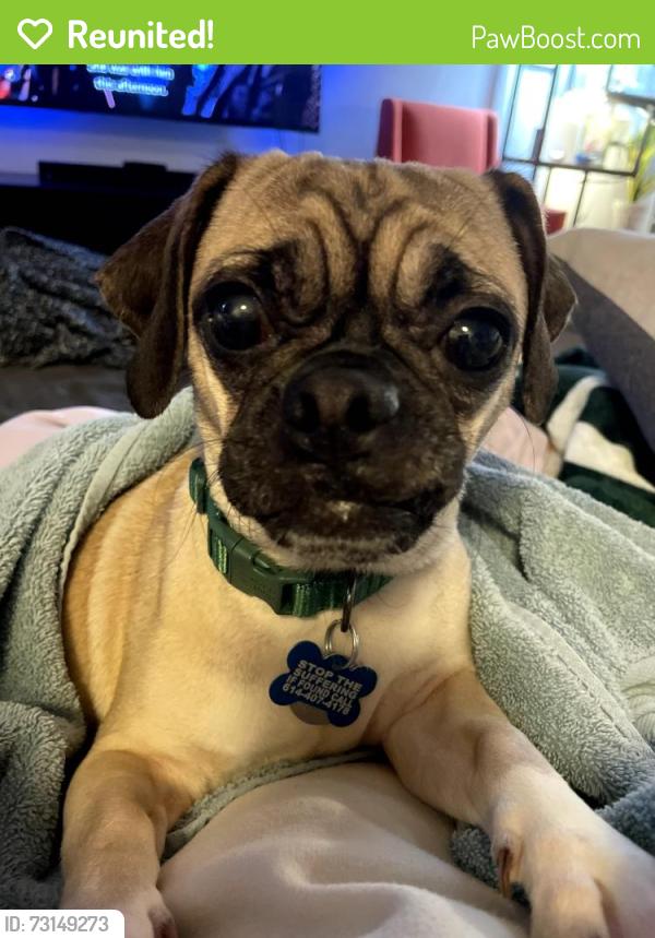 Reunited Female Dog last seen Stanburn Rd, Columbus, Ohio, Columbus, OH 43235