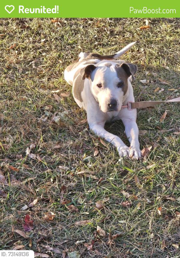 Reunited Female Dog last seen Clay, Trussville, AL 35048