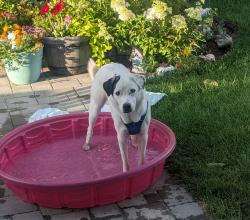 Reunited Male Dog last seen 82nd and Ward St, Arvada, CO 80005