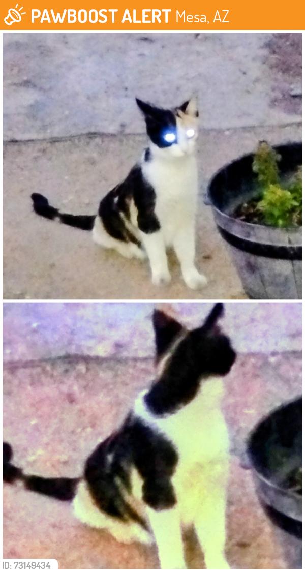 Found/Stray Female Cat last seen Apache trail and meridian, Mesa, AZ 85208