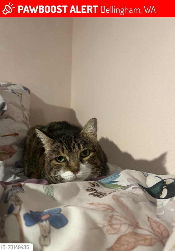 Lost Female Cat last seen wooded area by lummi market, Bellingham, WA 98226