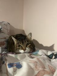 Lost Female Cat last seen wooded area by lummi market, Bellingham, WA 98226