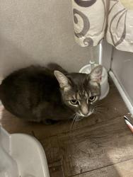 Reunited Unknown Cat last seen Folsom & Bluff Boulder, CO, Boulder, CO 80304